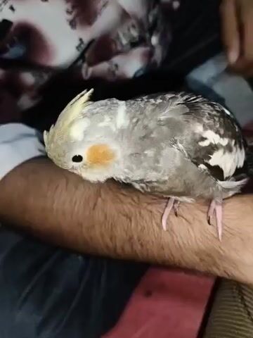 A cockatiel is perched on a person's arm. The bird is facing to the right and is mostly gray with some white and black markings. It has a yellow crest and orange cheeks. The person's arm is hairy and tanned. The background is blurred, but appears to be indoors with dark furniture and patterned fabric. The video is very short and shows the bird looking around and preening its feathers.
