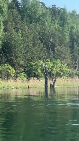 The video shows a calm, green lake surrounded by a lush green forest under a clear blue sky. The water is slightly rippled with gentle waves. Along the shoreline, there is a strip of reeds and various trees. There is a dead tree in the water near the shore. The camera pans slightly to the left, revealing a utility pole standing at the edge of the water, with its reflection visible in the lake.