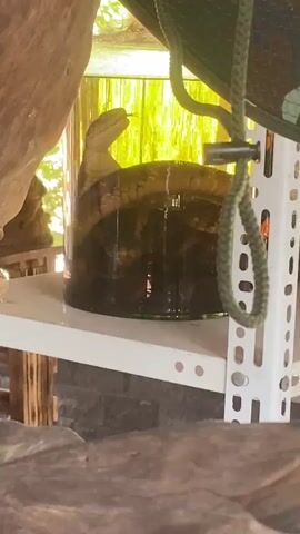 A snake is coiled in a glass jar filled with dark liquid, its head raised with its tongue flicking out. The jar is on a white shelf. A camouflage hat hangs from a string attached to the shelf above the jar. The background is out of focus and appears to be outdoors with greenery and a thatched roof.
