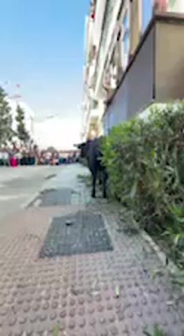 The video captures a daytime street scene, likely in a town or city in Spain, given the language spoken by the announcer. The primary subject is a large, black bovine, possibly a bull, standing calmly on a paved sidewalk. Its rear is facing the camera, and it is positioned next to a green hedge that runs along a building on the right side of the frame.

In the blurred background, a crowd of people is visible further down the street, gathered as if observing an event. The sky is bright and clear, indicating sunny weather. On the ground in the immediate foreground, there is a square metal grate or manhole cover embedded in the pavement.

An announcer's voice is audible, speaking Spanish. Phrases like "placidamente detenido" (placidly stopped) and "a la espera" (waiting) are heard, describing the bovine's tranquil and stationary demeanor. This suggests the scene is part of a cultural event or festival, such as a bull run, where the animal is intentionally present on the street. No discernible text is visible in the video.