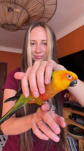 Sun conure parrot chills at a Khimki apartment