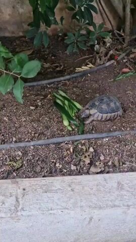 A tortoise is eating cucumber slices in a garden setting. The tortoise is small, with a patterned shell, and is positioned to the right of the cucumber pieces. The ground is covered in dirt, small stones, and fallen leaves, suggesting an outdoor environment. Green foliage from plants hangs down from the upper left of the frame, with some dry leaves also present. Two dark irrigation tubes run horizontally across the scene, one above and one below the tortoise and cucumber. A light-colored concrete edge is visible at the bottom of the frame. The lighting suggests it is daytime. There is no visible text in the media file.