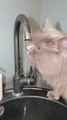 A fluffy grey cat with yellow eyes is drinking water from a dripping faucet in a sink. The cat's whiskers are wet, and water is splashing around its face. The faucet is black with a silver spout. The sink is black. In the background, there is a pale green wall and a potted plant. The lighting is bright.