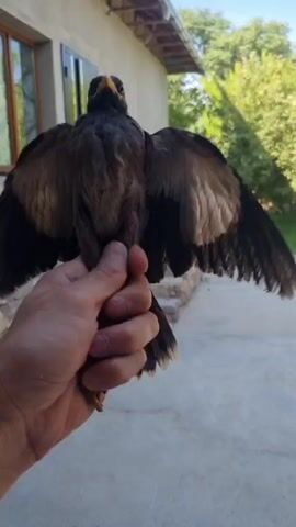 A person's hand holds a small bird with dark brown and black feathers, and white markings on its wings, with its wings outstretched. The bird's beak is open, and it appears to be chirping or calling. The background is blurred, but it shows a building with a window and some trees. The lighting suggests it is daytime.