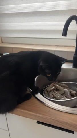 A black cat with yellow eyes sits on a kitchen counter next to a sink. In the sink is a metal colander filled with raw shrimp. The cat is looking down at the shrimp.