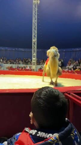 The video shows a child watching a circus performance featuring camels. The child is seated in front of the circus ring, partially obscuring the view with the back of their head. The circus ring is filled with sand, and three camels are present, each adorned with a red and gold blanket. A man in a suit appears to be directing the camels, moving them around the ring. There are spectators visible in the background, seated around the ring, under a blue circus tent. The lighting suggests an indoor environment, and a tall, metal support structure is visible above the ring.