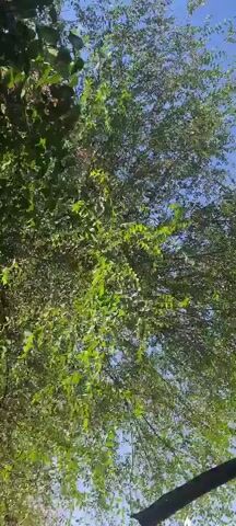 The video shows a view looking up through the canopy of a tree, with the sky visible between the leaves. The leaves are green and appear to be rustling slightly, suggesting a gentle breeze. Sunlight filters through the leaves, creating dappled patterns of light and shadow. There are no people or other objects clearly visible in the frame, only the natural elements of the tree and sky. The video appears to be taken outdoors on a clear day.