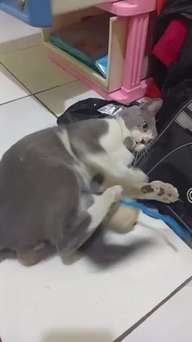 A gray and white cat lies on its side on a white tiled floor, playing with a toy. The cat is biting and pawing at the toy, which appears to be a small stuffed object with a blue string attached. To the right of the cat is a black backpack with white lettering. In the background, there is a pink and white toy shelf with items on it.