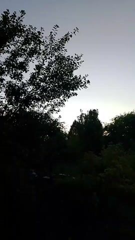 A video showing a tree branch with leaves against a pale sky. The leaves are silhouetted against the sky, and the branch is angled towards the left of the frame. The background is dark and out of focus, with more trees visible. The overall impression is one of a natural, outdoor setting, possibly at dusk or dawn due to the subdued lighting. There are no people or discernible actions in the video.