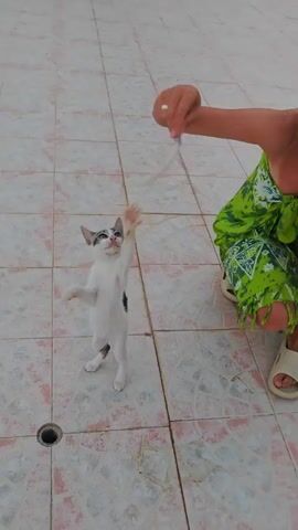 A person in a green sarong crouches on a tiled floor, holding a white object over a small black and white cat. The cat is looking up at the object and appears to be interacting with it. The tiled floor has a drain in the center of the frame.