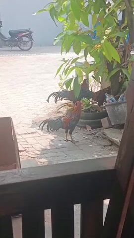 The video shows two roosters in an outdoor setting. The rooster in the foreground is a colorful specimen with a red, green, and black plumage, and it is standing on a paved area. Its wings are spread open, and it appears to be in a defensive or assertive stance. Behind it, another rooster is partially visible, also with prominent tail feathers. The background includes a tree with green leaves, a motorcycle parked on a paved surface, and some containers. The lighting suggests it is daytime, likely morning or afternoon, with sunlight illuminating the scene. The perspective seems to be from behind a wooden structure, possibly a porch or a bench, looking out into the yard.