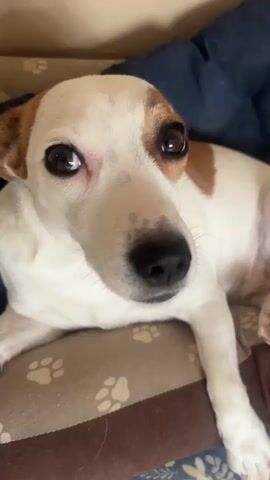 A close-up video shows a white and tan Jack Russell Terrier lying down on a dog bed. The dog's head is tilted slightly, and it is looking directly at the camera with large, dark eyes. The dog's ears are floppy, and its fur is short and smooth. The background is blurred, but it appears to be a room with a wall and possibly some bedding. The lighting is soft and natural. The video is very short, lasting only a few seconds.