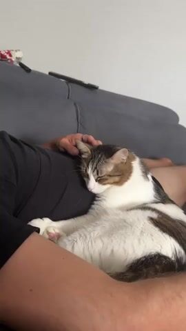 A close-up shot shows a tabby and white cat sleeping peacefully on a person's lap. The person's arm is around the cat, and their hand is gently stroking its head. The cat's eyes are closed, and its body is relaxed. The scene appears to be in a living room, with a gray couch visible in the background. A remote control is on the couch behind the person. The lighting is soft and natural.