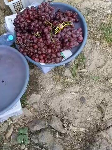 A close-up, top-down shot shows two large, round plastic basins on a dirt ground. The basin on the right is filled with a large bunch of dark red grapes, some of which are still on the vine. A yellow band is wrapped around one of the grape bunches. The basin on the left is mostly empty and appears to be a lighter shade of purple. A blue water bottle is visible between the two basins. Behind the basins, a white plastic basket is visible, filled with what appears to be more fruit, possibly lychees. A person's legs are visible in the upper left corner of the frame, wearing a patterned garment. The ground is covered in dirt and small stones, with some dry leaves scattered around. The lighting suggests it is daytime, likely outdoors.