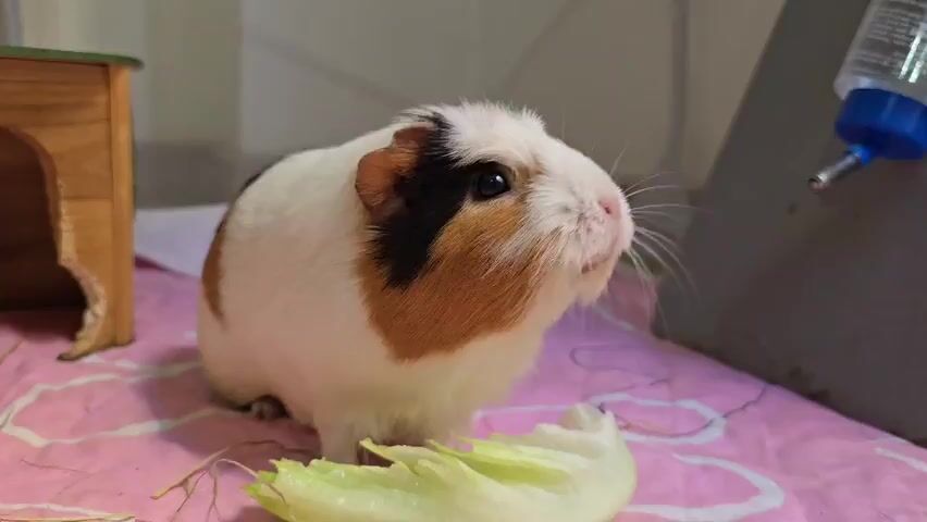 A guinea pig with white, brown, and black markings sits on a pink blanket with green lettuce in front of it. To the left is a small wooden structure with an opening. To the right is a water bottle attached to a grey surface. The guinea pig is looking upwards with its mouth open.