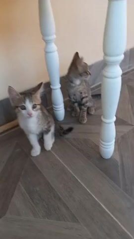 The video shows two kittens sitting on a wooden floor under a white table with turned legs. The kitten on the left is facing the camera, looking directly at it with a curious expression. It has white and tabby fur, with white paws and chest. Its tail is curled to its side. The kitten on the right is facing away from the camera, looking to the right. It has tabby fur with dark stripes. Both kittens appear to be young and small. The floor is made of dark wood planks arranged in a geometric pattern. The wall behind the kittens is a light color, and the baseboard is gray. The lighting suggests it is daytime. The setting appears to be indoors, possibly in a home. There is no visible text in the video. The overall mood is calm and domestic, highlighting the cuteness of the kittens.