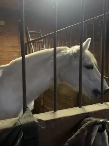 A short video opens with a white horse standing in a stall, framed by vertical metal bars. The stall is made of wooden planks. A ladder is visible in the background. The camera pans to the right to show a man holding a small child in his arms, both facing towards the horse. The man is wearing a puffy white jacket. The child is wearing a green snowsuit with a fur-trimmed hood. They appear to be observing the horse. The setting appears to be a stable or barn.