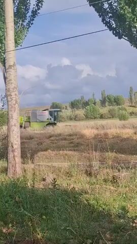 The video captures a combine harvester in action in a field under a cloudy sky. The machine, predominantly green and white with the "CLAAS" logo visible, is actively harvesting what appears to be dry grass or grain. Its cutting mechanism is engaged, and a trail of cut material is evident behind it. The field itself is covered in tall, dry vegetation, suggesting it's either late summer or early autumn. In the background, rolling hills dotted with trees and more vegetation are visible. A large tree trunk is prominent on the left side of the frame, partially obscuring the view of the field and machine. Another tree is visible on the right, framing the scene. Power lines are also present, stretched horizontally across the upper portion of the video. The overall atmosphere is rural and agricultural.