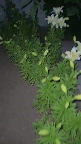 A video shows a patch of white lilies with yellow centers in a garden. Some lilies are in bloom, while others are still buds. The camera pans across the plants, showing their green leaves and stems. The background is dark, suggesting it is either nighttime or heavily shaded. The overall scene is peaceful and serene, highlighting the natural beauty of the flowers.