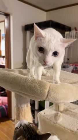 A short video shows two cats in a home interior. A white cat with blue eyes sits on the top platform of a cat tree, its posture suggesting it might jump. The camera angle makes it appear as if it is looking down at the viewer. Another cat, with brown tabby markings, sits on a lower level of the cat tree, also appearing to look up at the camera. The cat tree is covered in tan fabric, and the background reveals a domestic setting with furniture and a pet cage. The audio suggests that there are people present but not seen in the frame.