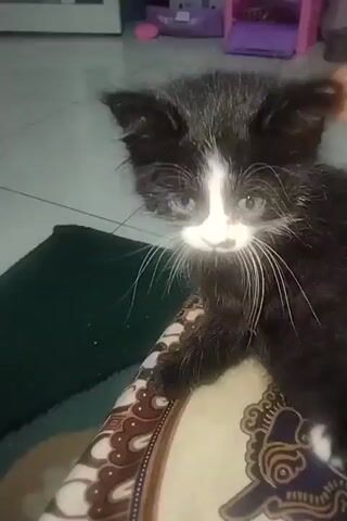 A black and white kitten is sitting on a patterned cushion. The kitten is looking to the right of the frame. The kitten then looks towards the camera and moves closer, appearing to be playfully pouncing. The background is slightly blurred and shows a tiled floor and some furniture.