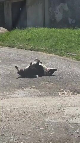A dog with black fur and a white collar is rolling around on a gravel road. It gets up, stretches, and then walks away from the camera. The road is surrounded by green grass, and in the background, there is a small building.