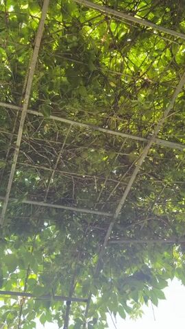 A low-angle shot shows a metal frame covered in dense green foliage. Branches and leaves obscure much of the frame, but glimpses of sunlight can be seen through the canopy. Small green buds are clustered on the branches, some forming small bunches. The vines appear to be growing on a trellis or similar structure. The video is grainy and slightly out of focus in places.