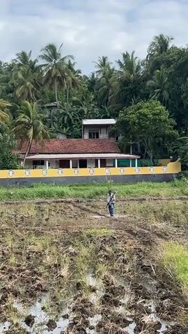 A person is walking through a muddy, flooded field with a tool. In the background is a house with a red tile roof and a yellow wall. The house is surrounded by tall palm trees and other vegetation. The sky is cloudy.