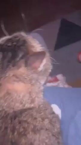 A short, medium shot shows a person petting a brown tabby cat. The cat is lying on the person's lap, which is covered in a gray t-shirt. The person's hand is pale. The cat has white paws, a white chest, and large green eyes. The background is dark and blurry, but it appears to be a couch or bed. The camera moves slightly as the cat shifts its position.