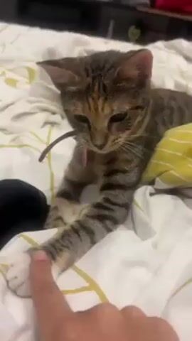 A close-up shot shows a person's index finger gently poking the paw of a tabby cat lying on a bed. The bed has white sheets with a gold geometric pattern, along with a striped yellow-and-white blanket and a black clothing item. The cat is lying on its side and looking down, seemingly focused on the poking finger. It is wearing a collar. A piece of furniture is visible in the background.
