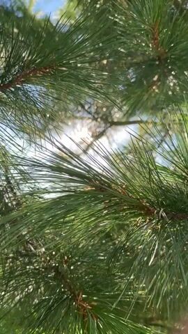 The video shows a close-up view of pine needles with sunlight shining through them. The sun is bright and creates a lens flare effect. The pine branches are green and appear to be on a tree. The background is blurred, but it appears to be a daytime scene with a blue sky. The camera is focused on the pine needles and branches, creating a shallow depth of field.