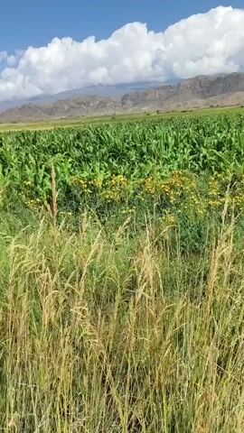 The video shows a view from the back of a truck filled with dirt. The truck is driving down a dirt road through a rural landscape. On either side of the road are fields of tall green crops, possibly corn, and some yellow wildflowers. In the distance, there are mountains under a blue sky with white clouds. The camera pans slightly, showing more of the fields and the road ahead. The video appears to be shot in natural daylight.