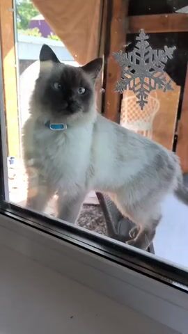 A fluffy, light-colored cat with dark points on its face and ears stands on a surface behind a glass pane, looking outwards. It is wearing a blue collar with a tag. The cat’s mouth is open, revealing its teeth and tongue. The background appears to be outdoors, with some wooden structures visible. The glass has decorative snowflake stickers on it. The cat's eyes are wide and blue, and its ears are erect. The cat's body is mostly white with some gray or beige markings on its back and legs. The lighting suggests it is daytime.
