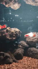 Fish tanks and a stroll across patterned pavement in Sukaragam