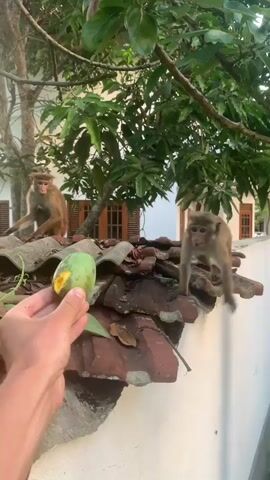 A person's hand holds out a piece of fruit, possibly a mango, to a monkey. The monkey is sitting on a tiled roof with other monkeys in the background. The scene is outdoors, with trees and foliage visible. The monkeys appear to be wild or semi-wild, given their surroundings.