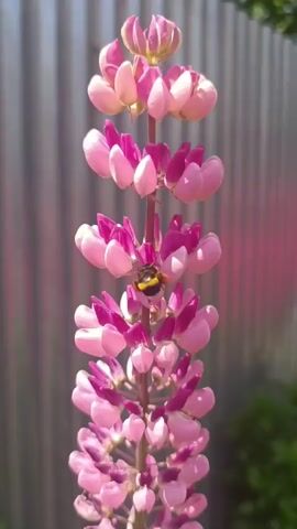 A bee is shown collecting nectar from a tall pink lupine flower in front of a corrugated metal fence. The flower is in bloom, with many small flowers stacked on a central stem. The bee is fuzzy and black and yellow. The sun is shining, casting shadows on the fence.