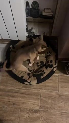 A tan chihuahua sleeps curled up in a circular dog bed with a paw print pattern. The dog bed is on a wood-like floor next to a white radiator. Behind the dog bed, a shelf holds a cactus, some books, and other items.