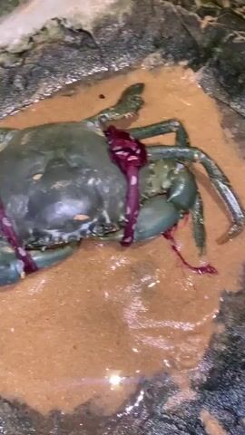 The video captures a close-up of a live crab, its legs and claws bound with a red rubber band. The crab is situated in shallow, muddy water with some debris. The scene transitions to a sandy area with rocks and a reflective surface in the foreground, possibly a puddle or a pool of water. A second, similar crab, also bound with a blue rubber band, is then visible. This crab is in a slightly clearer, sandy pool, with its underside exposed, revealing a vibrant orange interior. The lighting suggests it could be daytime or a well-lit environment. The overall context implies the crabs are being prepared or handled, possibly for consumption or as part of a local market or fishing activity in Hikkaduwa, Sri Lanka. No text is visible in the media.