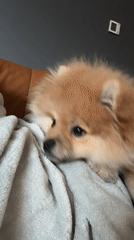 Pomeranian shows affection to owner during afternoon rest in Yerevan