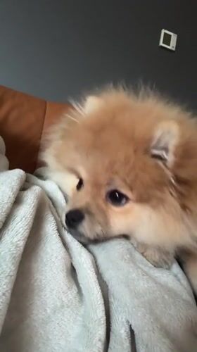 Pomeranian shows affection to owner during afternoon rest in Yerevan
