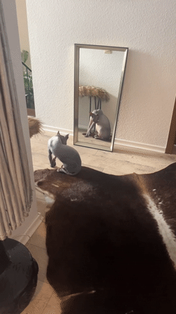 Casual indoor moments captured in Konz homes