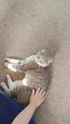 The video shows a close-up shot of a Scottish Fold cat lying on its back on a carpeted surface. A human hand is gently petting the cat's side. The cat is gray with white markings and has distinctive folded ears. The cat's eyes are partially closed, and it appears relaxed. The lighting suggests it is daytime, and the environment is indoors.