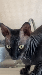 Woman records selfies with hairless cats during early morning session