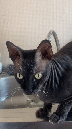 Woman records selfies with hairless cats during early morning session