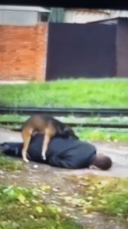 Random clips: animals, street scenes, and miscellaneous moments