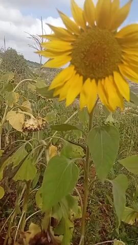 The video shows a field of sunflowers on a hillside. The primary focus is a large, vibrant sunflower with bright yellow petals. Some of the other sunflowers appear to be past their prime, with drooping heads and dried petals. The field is slightly overgrown, and the ground is covered in vegetation. In the background, there is a small wooden building with a red roof, and beyond that, a view of rolling hills under a partly cloudy sky.