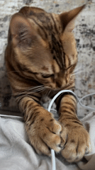 Bengal cat plays with charging cable in Krasnoyarsk apartment