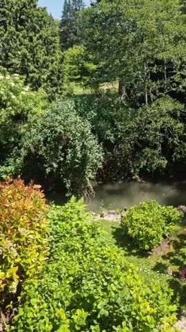 The video shows a lush, green garden bordering a small stream or river. The camera pans slowly to the right, revealing more of the garden and the surrounding trees. A large rhododendron bush with vibrant pink flowers is prominently featured in the foreground. Other greenery includes various bushes, trees, and a neatly kept lawn. The edge of a paved patio is visible at the bottom of the frame, indicating an elevated viewing point. The environment appears to be a well-maintained, natural setting with a mix of cultivated garden elements and natural woodland. The lighting suggests a sunny day, casting shadows on the grass. There are no people visible in the video.