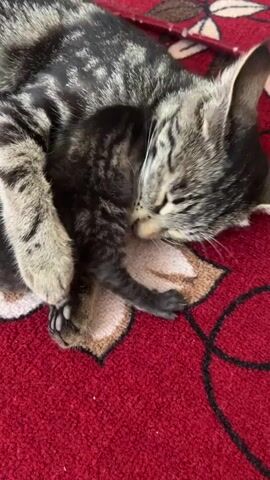 A mother cat is grooming a very young kitten on a red carpet. The mother cat is tabby-colored with black stripes. The kitten is dark-colored with faint tabby markings. The kitten is lying on its side, and the mother cat is licking its head and back. The scene is close-up and appears to be indoors.