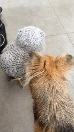 Snowy owl and dog hanging out on a tiled floor in Bali